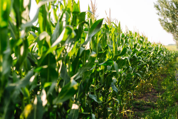 istock Young corn field at agriculture farm. 1407857025