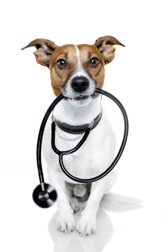 dog as a nurse with stethoscope