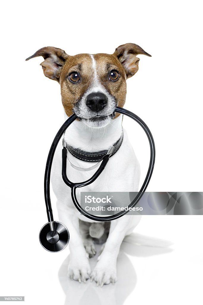 Isolated Jack Russel holding stethoscope dog as a nurse with stethoscope Dog Stock Photo