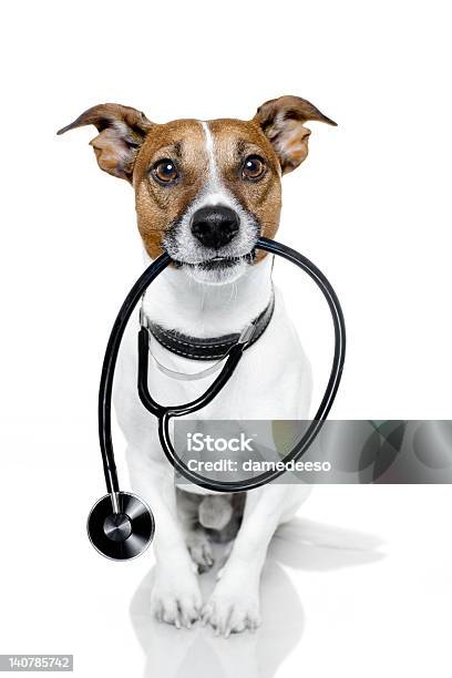 Isolated Jack Russel Holding Stethoscope Stock Photo - Download Image Now - Dog, Doctor, Veterinarian