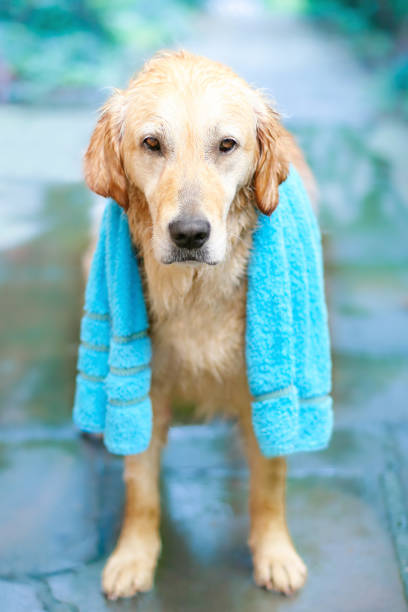 istock Golden Retriever dog bathing 1407857984