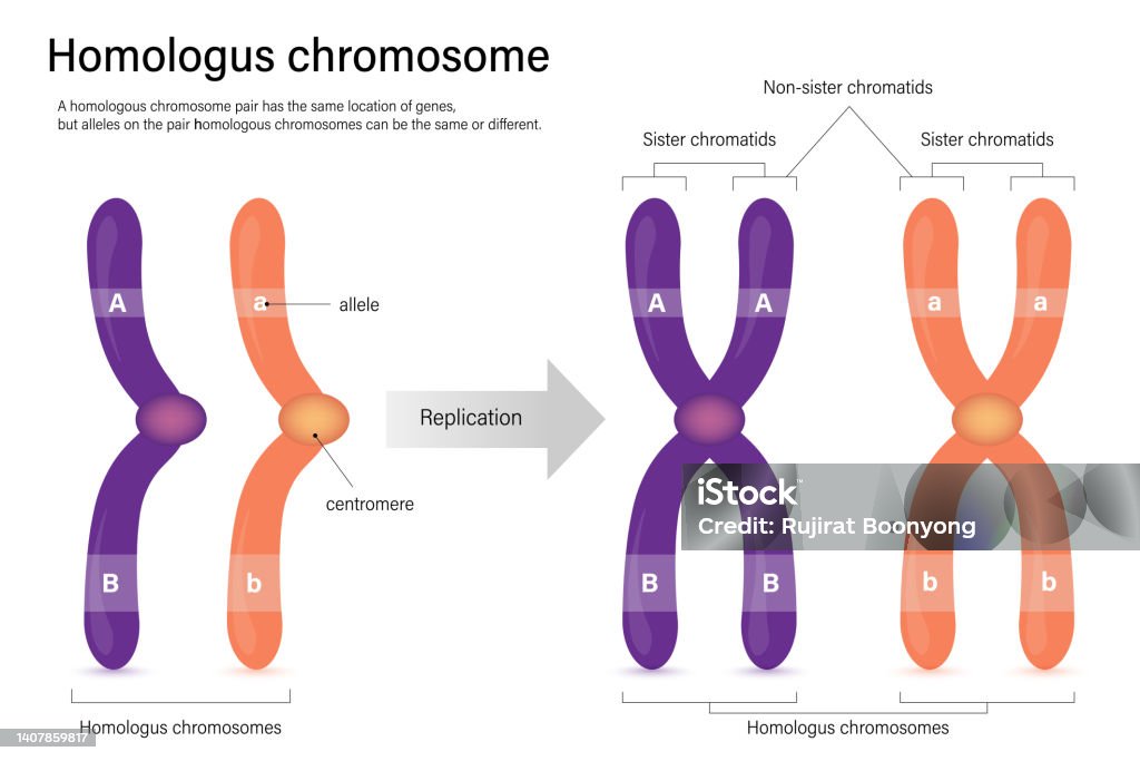 Differenza Tra Cromosomi Omologhi E Cromatidi Fratelli Diagramma Del Cromosoma Omologo Cromatidi Fratelli E Cromatidi Non