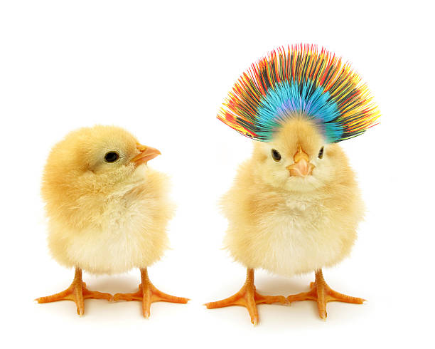 Two chicks one crazy stock photo