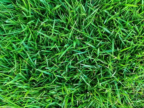 Zoyzia Matrella grass or commonly called Manila grass