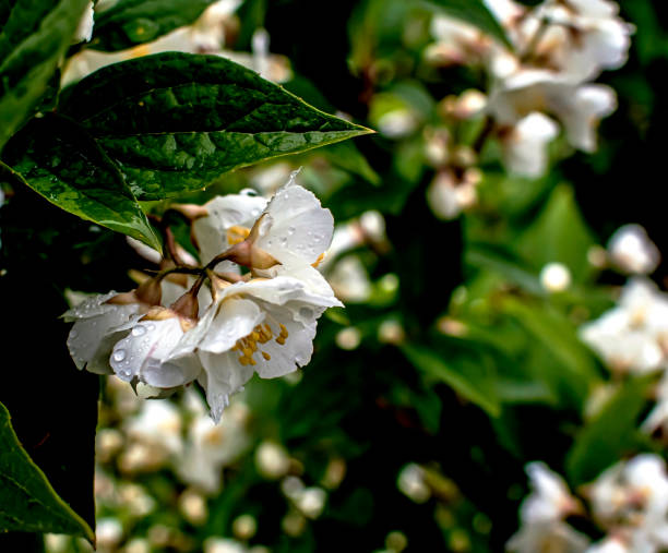 istock Raindrops on the petals of jasmine flowers 1407862088