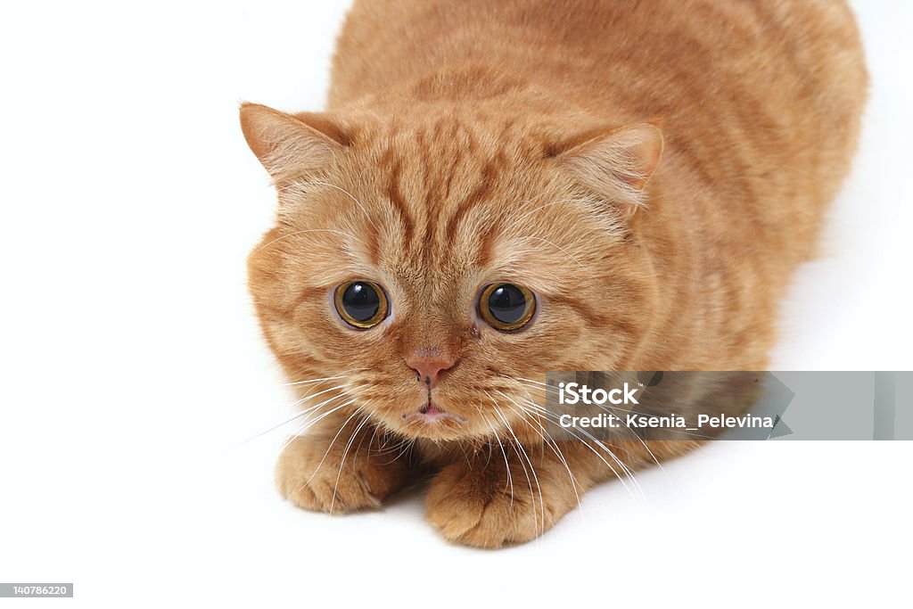 ginger cat red cat Persian breed lies on a white background Animal Stock Photo