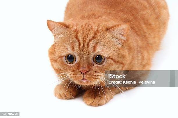 Ginger Cat Stock Photo - Download Image Now - Animal, Animal Body Part, Animal Ear