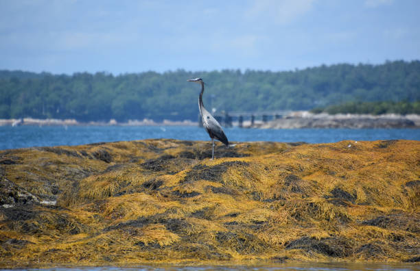 istock Great Blue Heron Standing on a Bed of Seaweed 1407863499