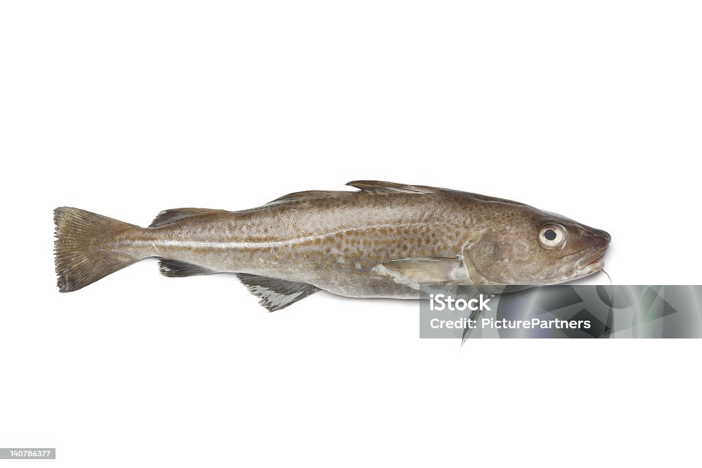 Cod Fish Clean Background One Fresh Atlantic Cod Fish On A White Background Stock Photo ...