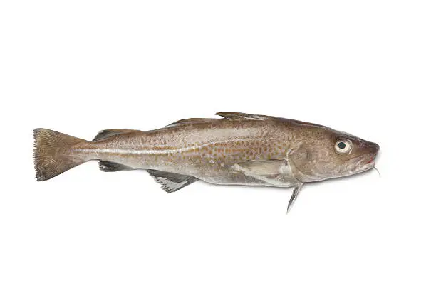 Fresh atlantic cod fish on white background