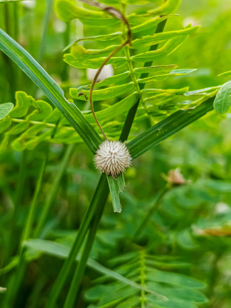 istock Flower of grass 1407863886