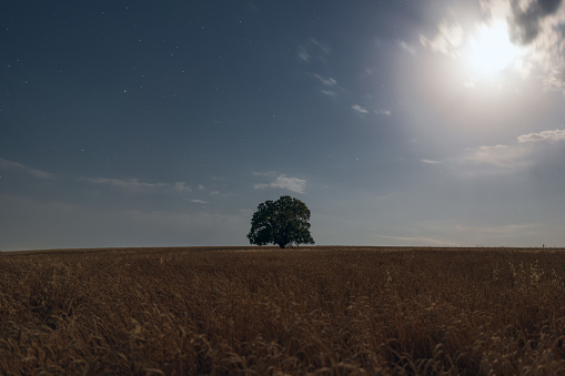 Old oak tree in a wheat field at night
