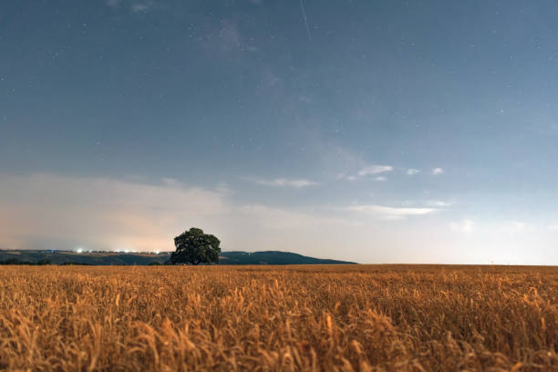 istock Old oak tree in a wheat field at night 1407866315