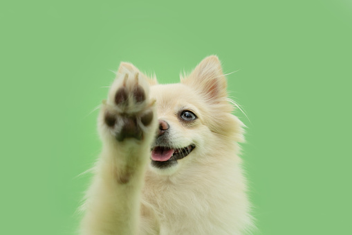 Portrait pomeranian dog high five. Isolated on green pastel background pet trick concept