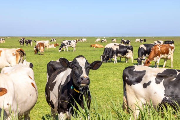 istock Cows in a field, front row, a pack black white and red, herd grazing together happy and joyful and a blue sky 1407870322