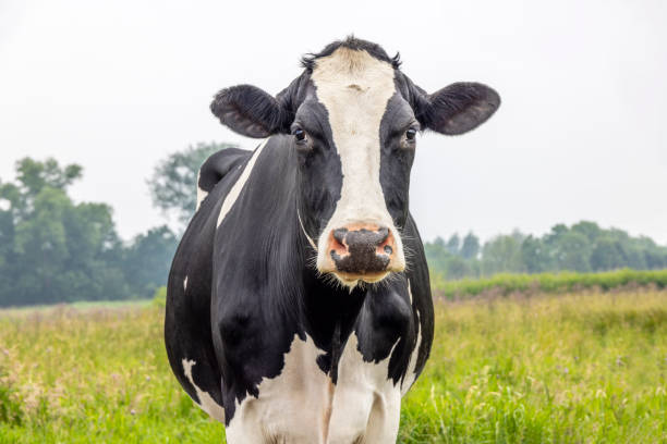 istock Cow black and white in a field, front view looking calm, pink nose medium shot 1407870358