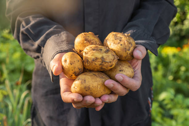 유기농 야채. 건강 식품. 농부들의 손에 유기농 감자 전구를 신선하게 수확합니다. 농업 또는 농업 개념 - new potato raw potato freshness organic 뉴스 사진 이미지