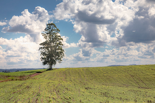 Lonely single tree in Santa Catarina state countryside southern Brazil
