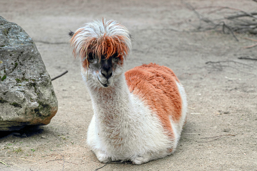 Lama with a magnificent hairstyle created by nature. When the Lama looks at you, this is an amazing animal that we met while traveling as a family.