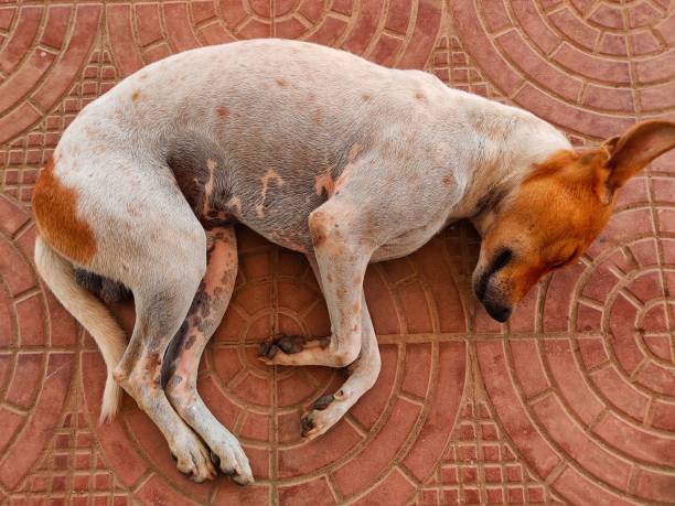 istock Stray dog sleeping on road in India 1407871774