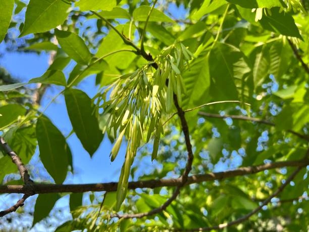 붉은 재 나무 - maple green maple keys tree 뉴스 사진 이미지