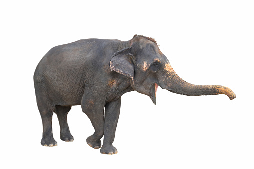 Isolated on white elephant with clipping path