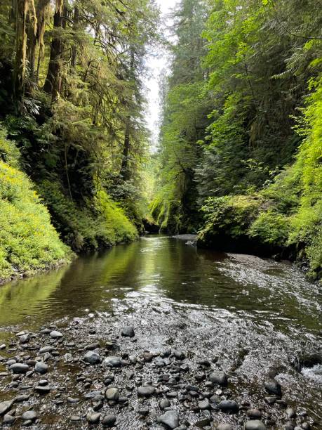 istock Beautiful river canyon in the Pacific Northwest 1407875214