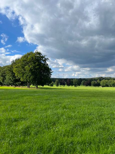 istock Row of trees in the Eifel 1407875385