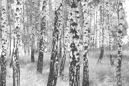 Young birch with black and white birch bark in summer in birch grove against background of other birches