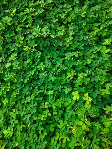 Green leaves creeping on the wall