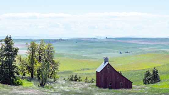 Moscow, Idaho, USA –June 24, 2022: Classic red barn in the Palouse with rolling wheat field
