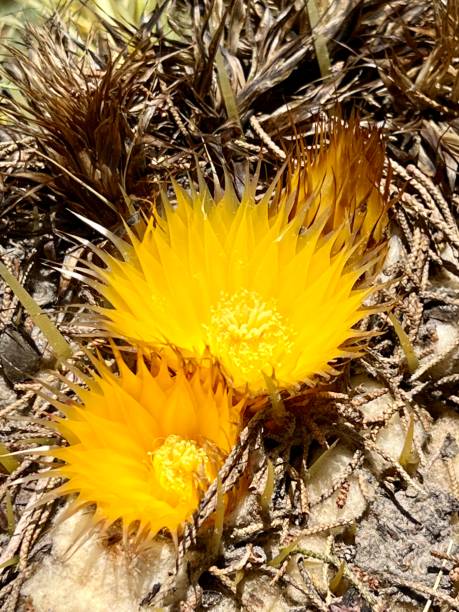 istock Blossoms on barrel fero cactus (echinocactus grusonii) 1407877632