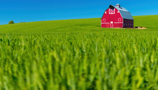 istock Closeup of wheat and red barn against a blue sky 1407878928