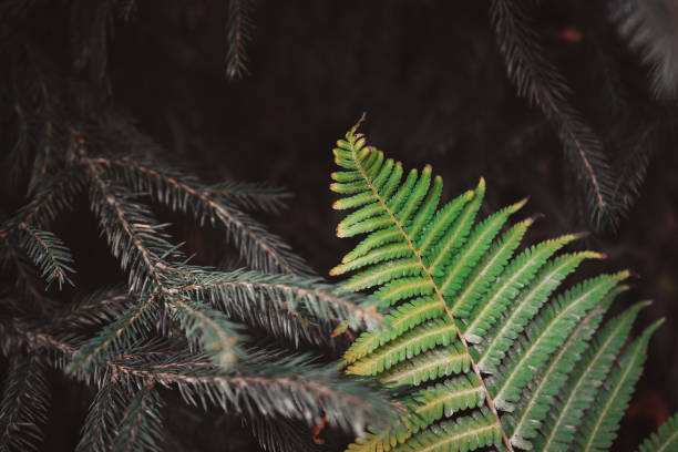 istock Green fern leaf in the dark forest 1407879054