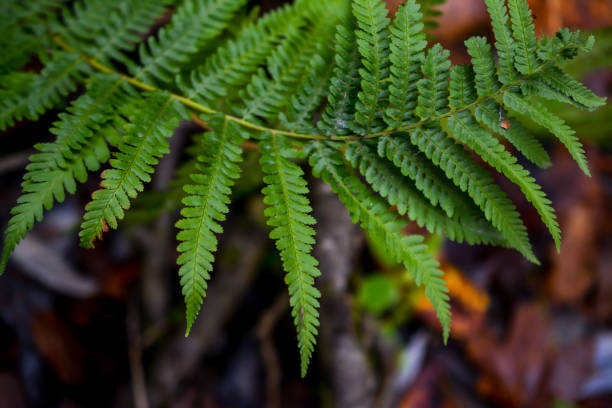 istock Green fern leaf in the dark forest 1407879069