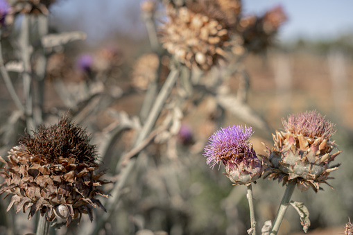 Wild thistle flowers, with natural background out of focus