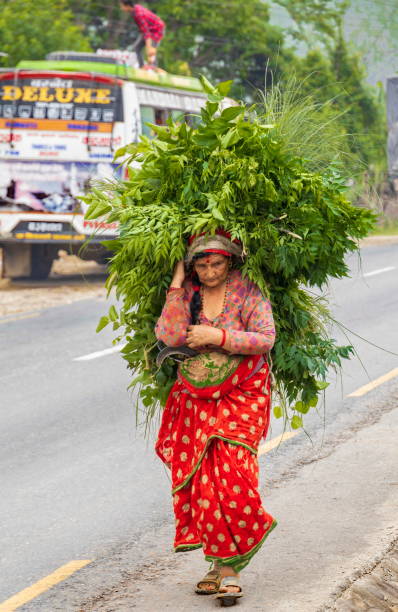 starsza nepalska kobieta idąca drogą, niosąca wiązki liści na ramionach, highway kathmandu - pokhara, nepal - newar zdjęcia i obrazy z banku zdjęć