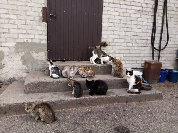 istock A cats family 1407880215