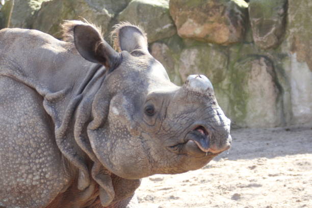 Close-up on rhinoceros horns.