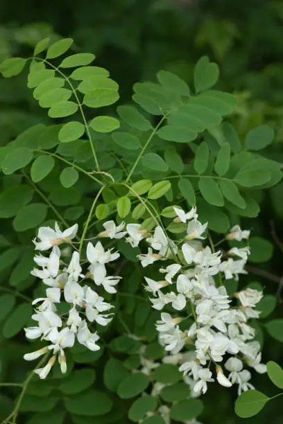 Robinia pseudoacacia, other names: false acacia or black locust, deciduous tree with white flowers in pea family: Fabaceae.