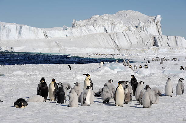 istock Iceberg, ocean and penguins 140788188