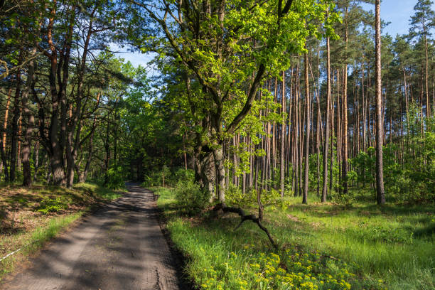 폴란드의 캄피노스 숲을 통과하는 시골 도로 - mazowieckie 뉴스 사진 이미지