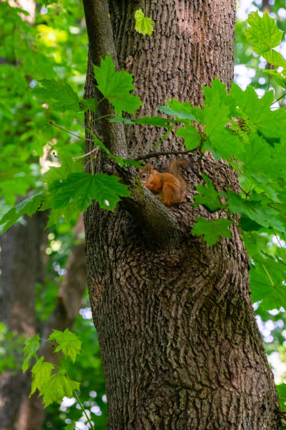 istock a squirrel sits on the base of an oak branch and eats popcorn 1407881971