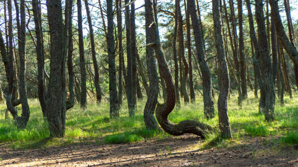 istock Fabulous dancing forest on green moss illuminated by rays of sunlight on the Curonian Spit, Kaliningrad region, Russia. Trunks of pine trees covered with moss in the forest or woods near of Baltic Sea 1407882984