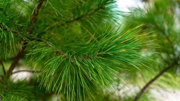 istock Bright green pine branch close-up 1407883029