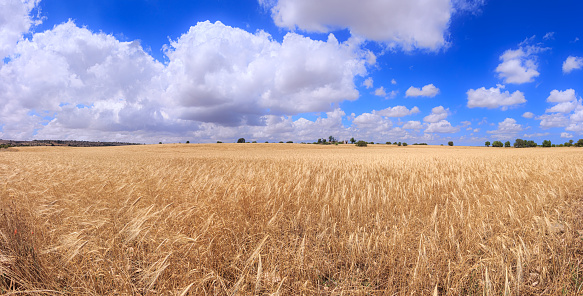 Hilly landscape with wheat fields dominated by cumulus in southern Italy.