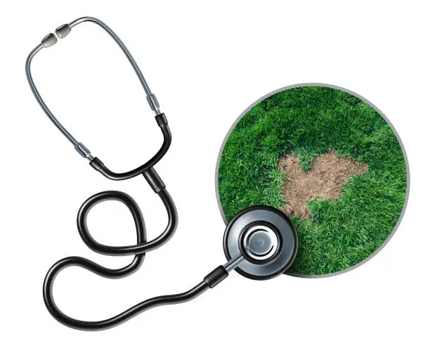 Lawn care health and grub damage as damaged grass roots causing a brown patch disease in the turf as a specialist stethoscope to diagnose landscaping problems with 3D illustration elements.
