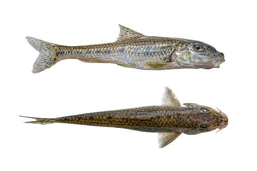 Gudgeon fish isolated two sides on white background
