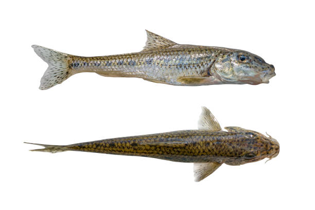 Gudgeon fish isolated two sides on white background Gudgeon fish isolated two sides on white background gobio gobio stock pictures, royalty-free photos & images