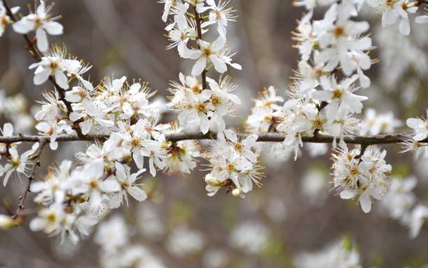 istock Cherry branch in horizontal position full of flowers. 1407885793